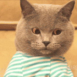 Steve  's favorite meme'