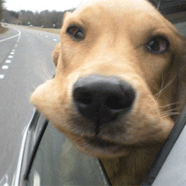 Sarah  's favorite meme'